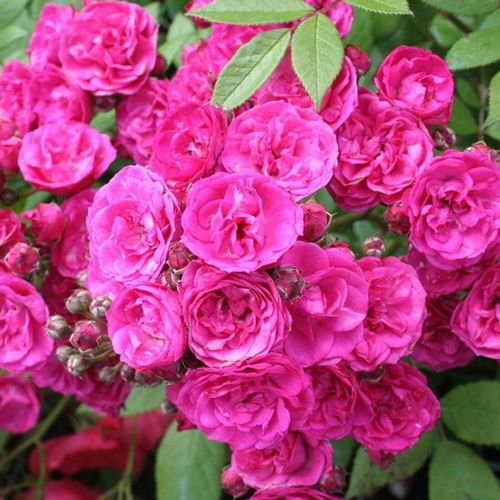 Online rózsa kertészet - parkrózsa - rózsaszín - Rosa Dinky® - diszkrét illatú rózsa - Ann Velle Boudolf - Különleges, élénk színű virágai, nagy csoportokban, folyamatosan díszítenek.
